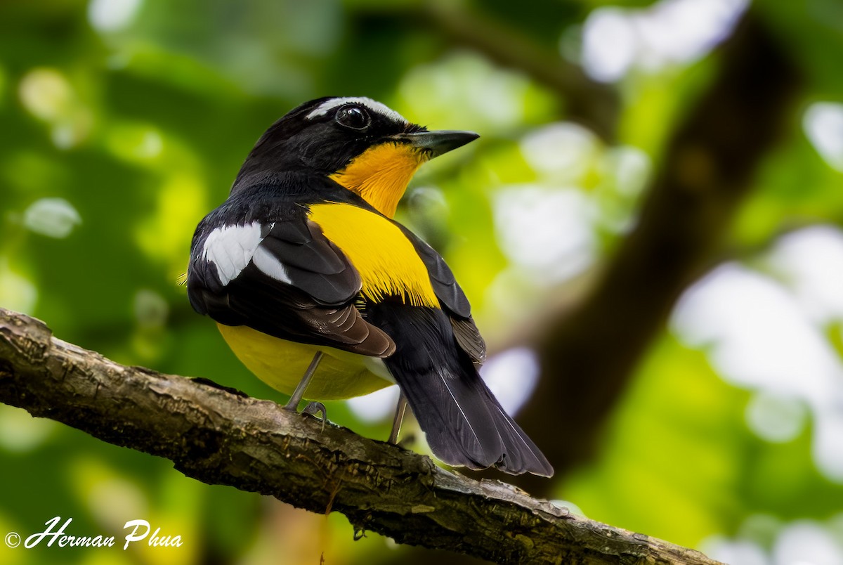 Yellow-rumped Flycatcher - Herman Phua