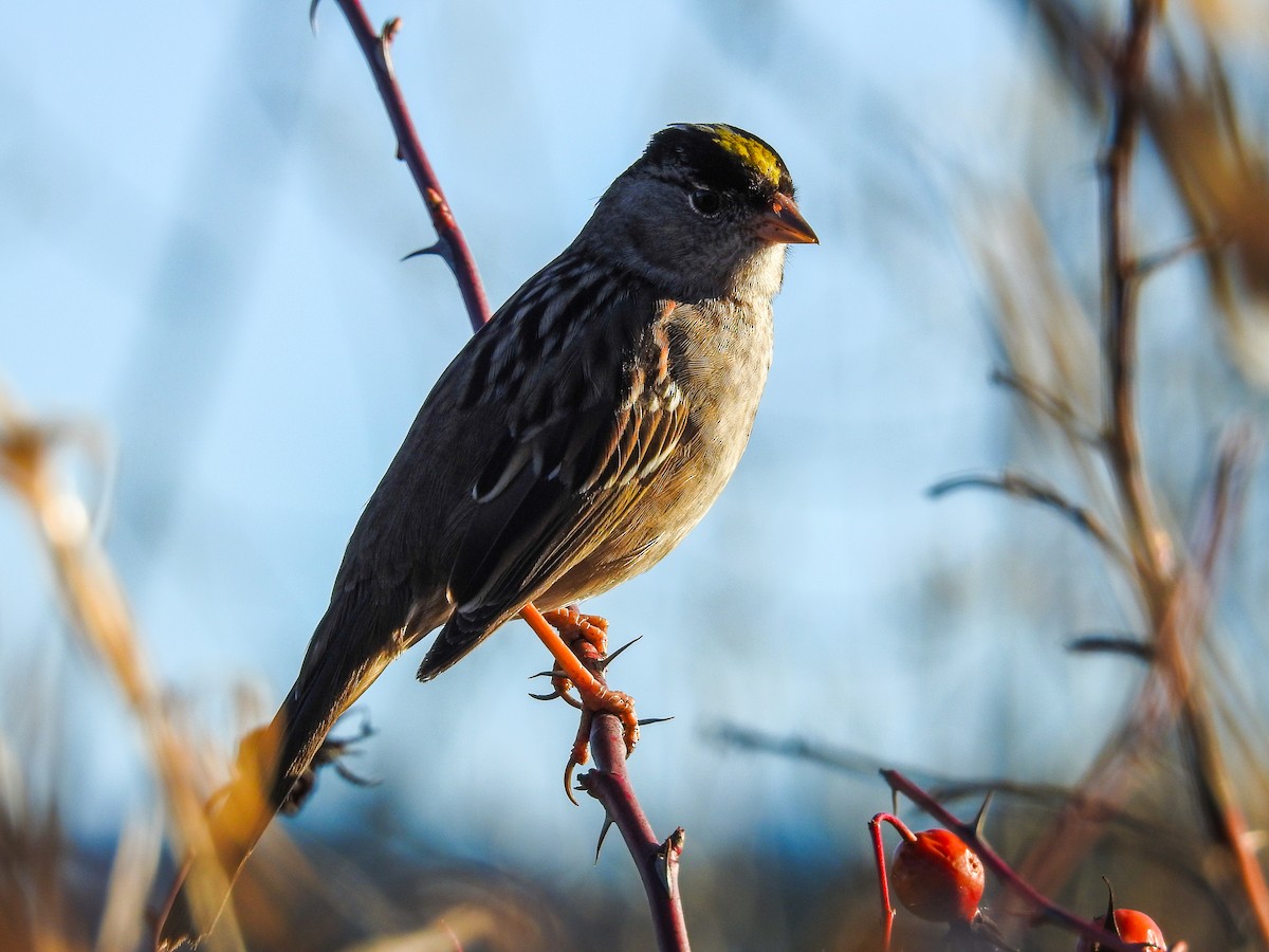 Golden-crowned Sparrow - ML616327552