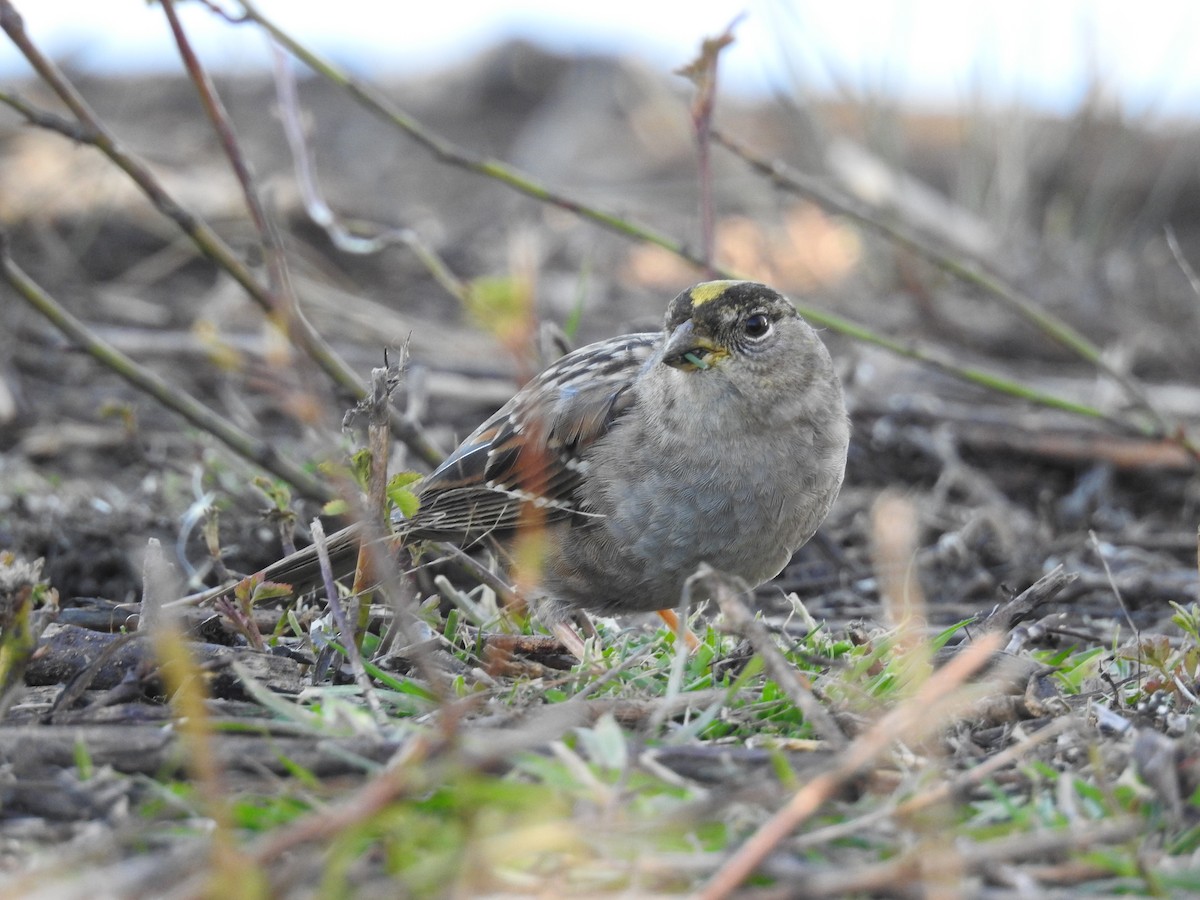 Golden-crowned Sparrow - ML616327553