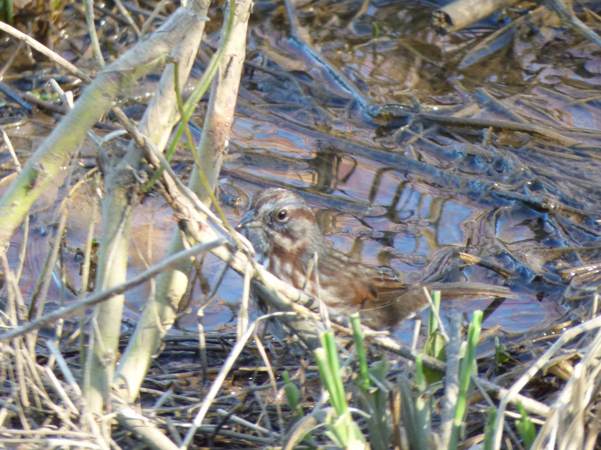 Song Sparrow - Bobby Riggs