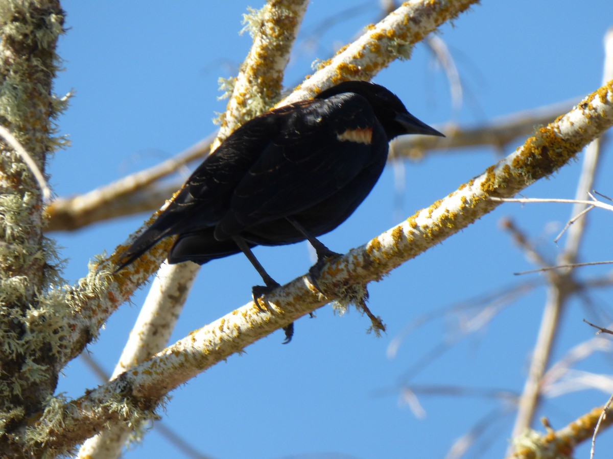 Red-winged Blackbird - Bobby Riggs