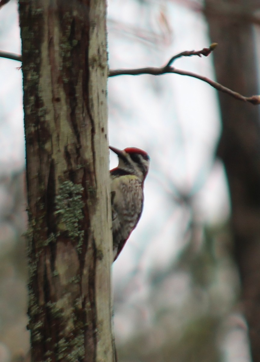 Yellow-bellied Sapsucker - ML616327649