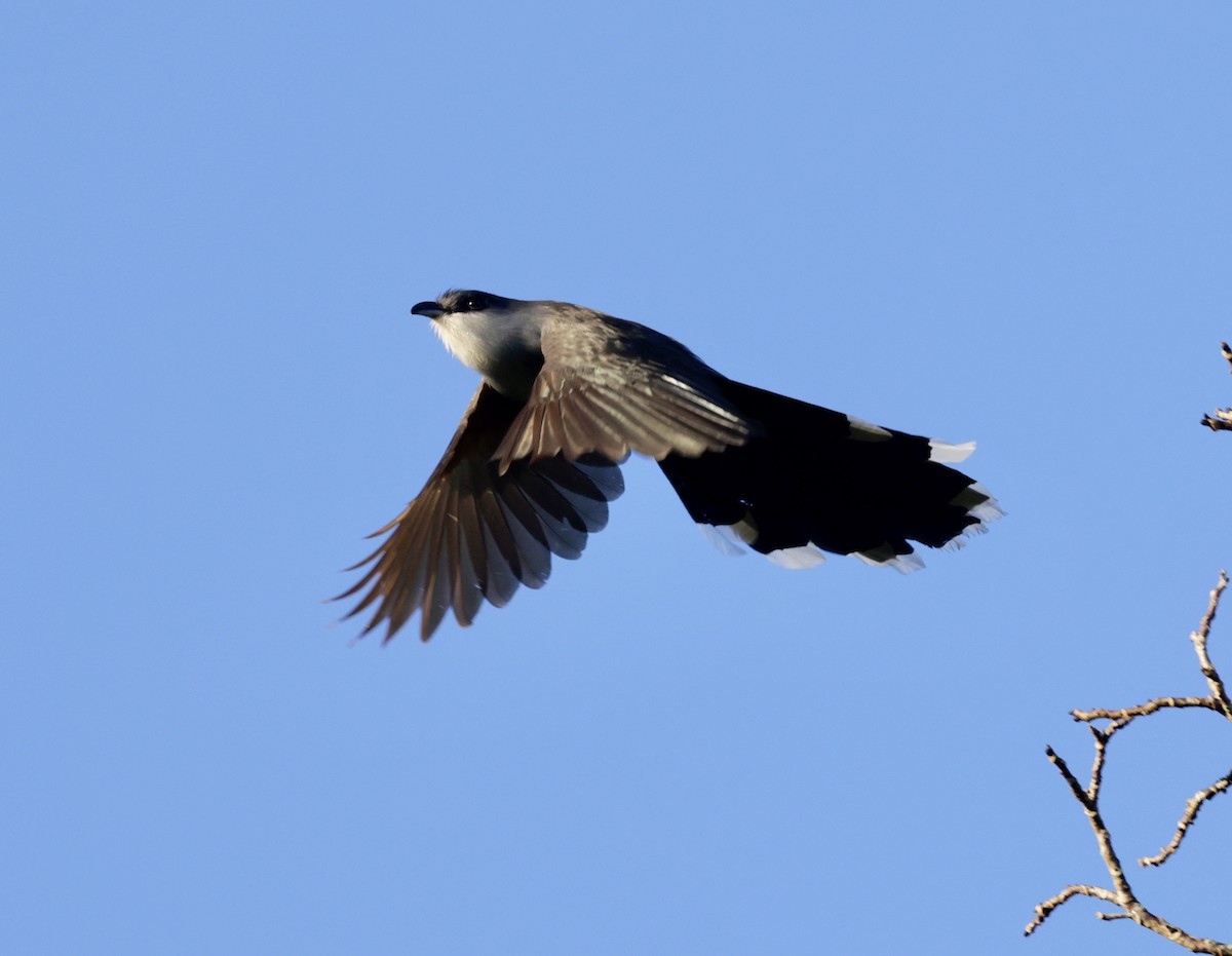 Chestnut-bellied Cuckoo - ML616327660