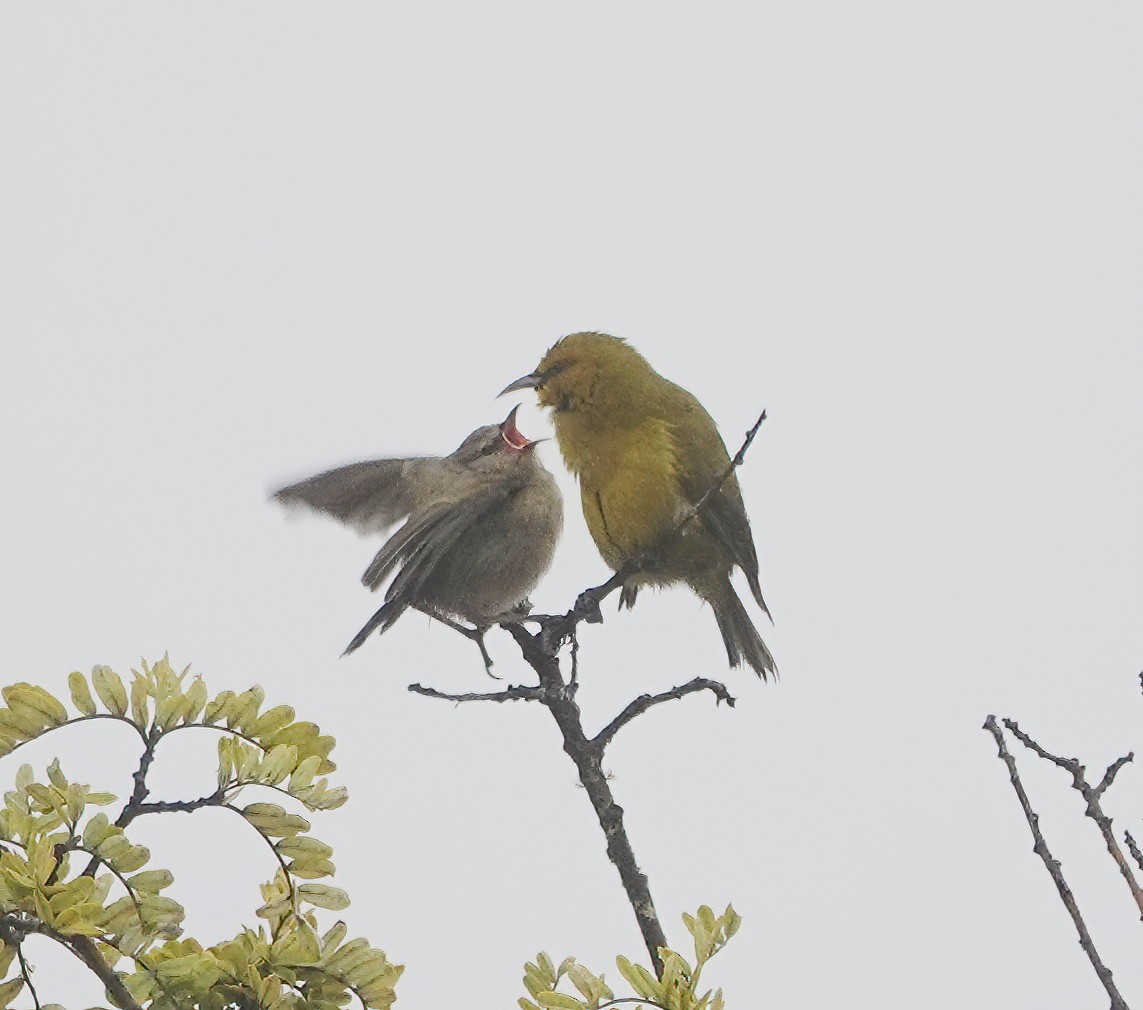 Амакиги зелений (підвид virens) - ML616327737