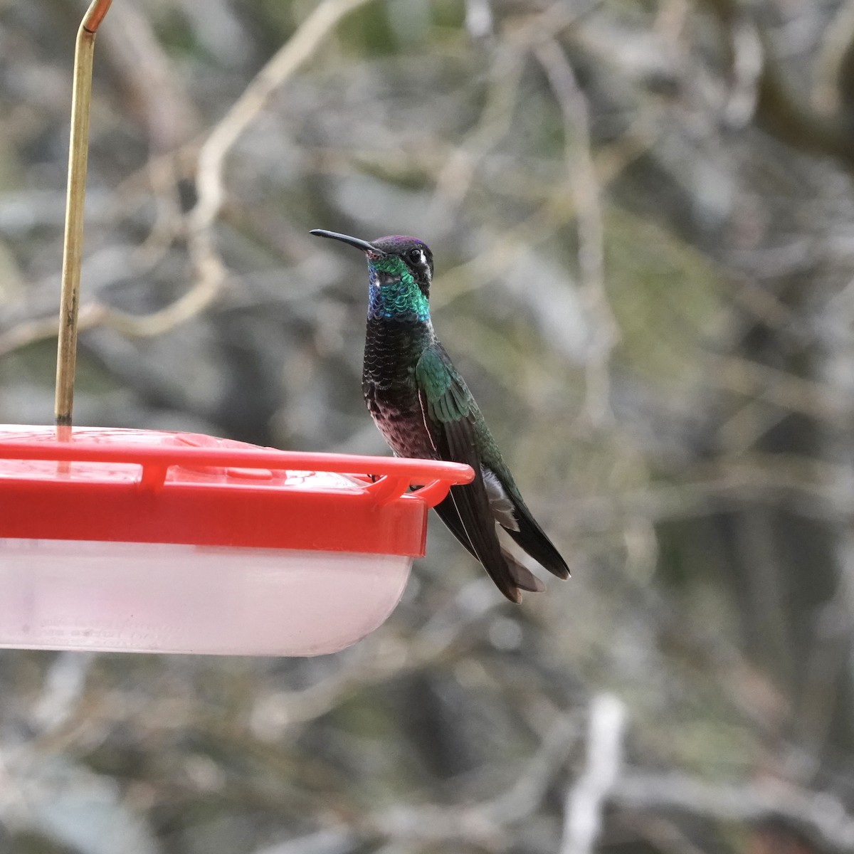 Rivoli's Hummingbird - Simon Thornhill