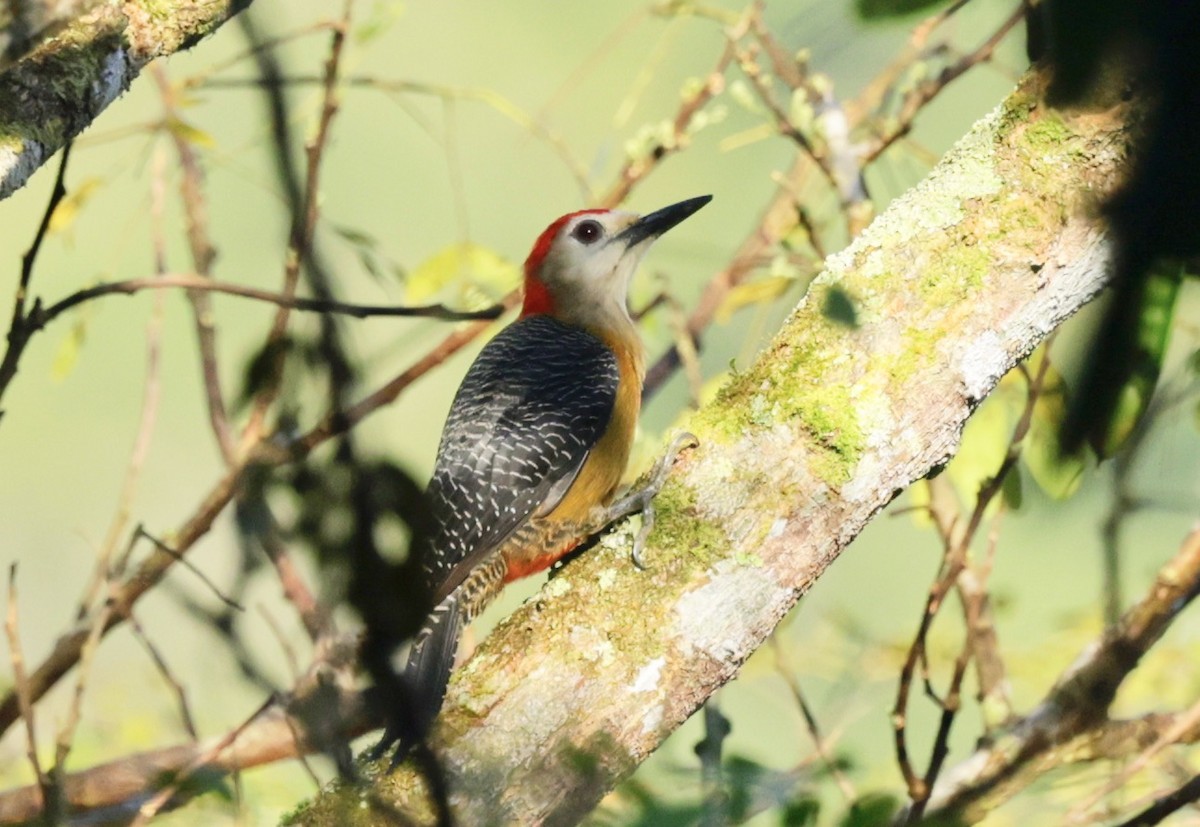 Jamaican Woodpecker - ML616327763
