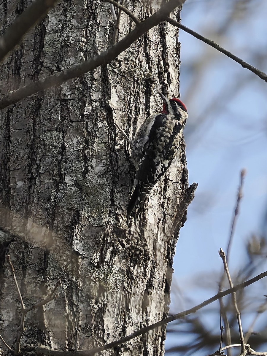 Yellow-bellied Sapsucker - Jeffery Sole