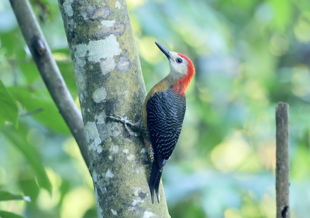 Jamaican Woodpecker - ML616327802