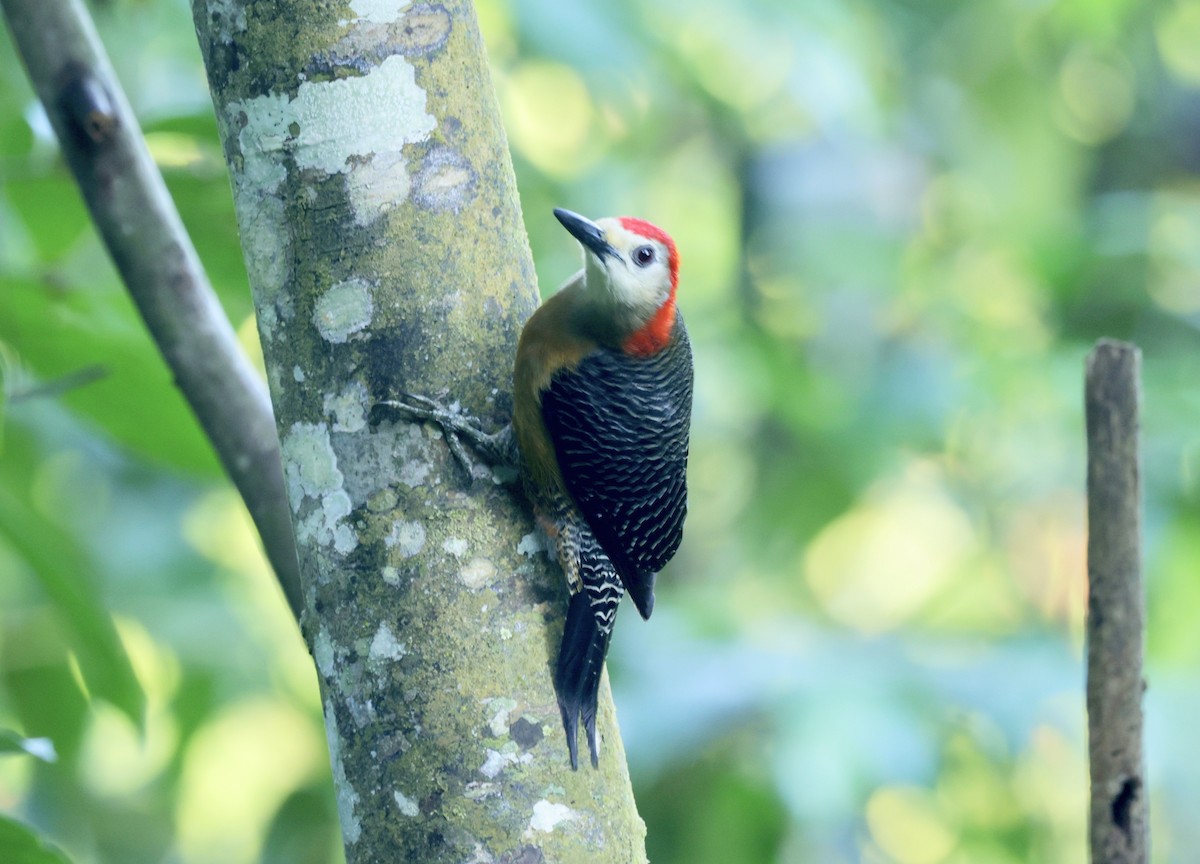 Jamaican Woodpecker - ML616327808