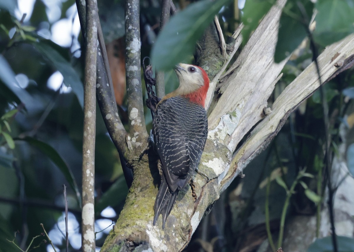 Jamaican Woodpecker - ML616327814