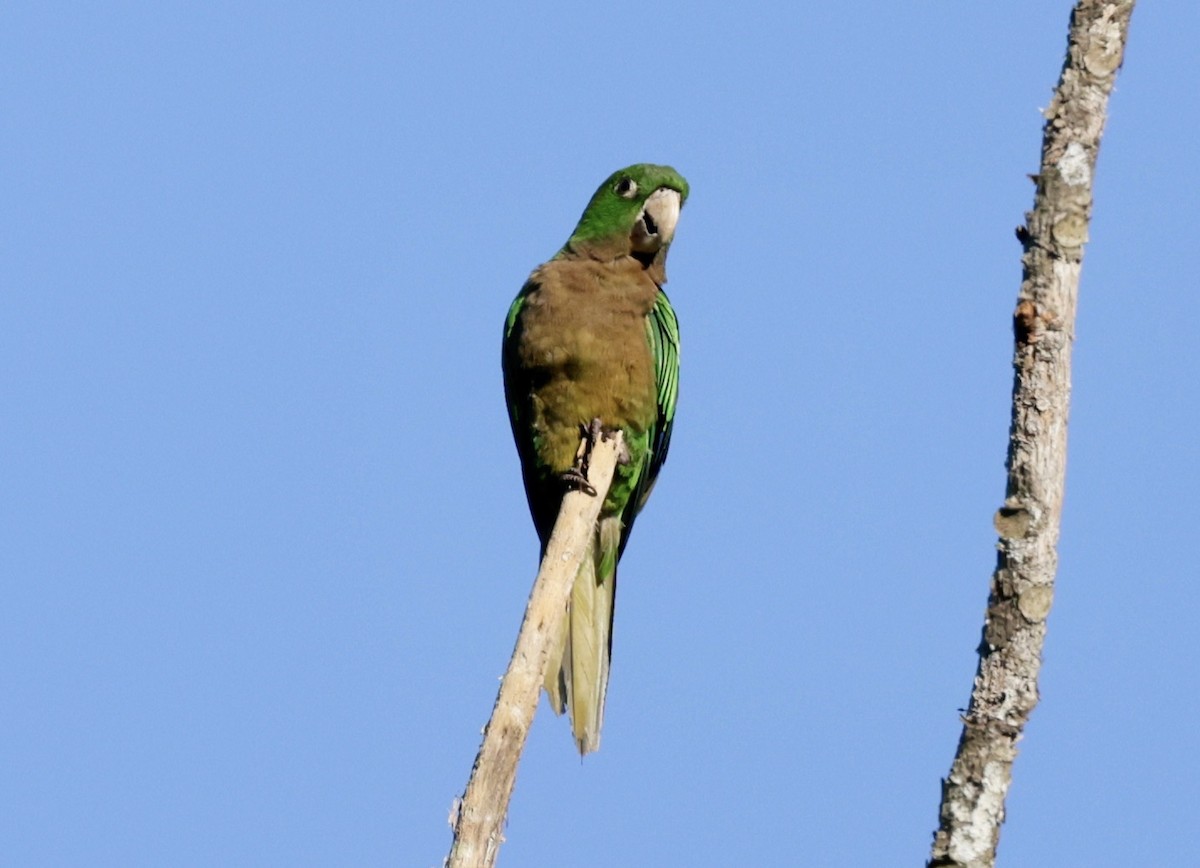 Olive-throated Parakeet - ML616327855