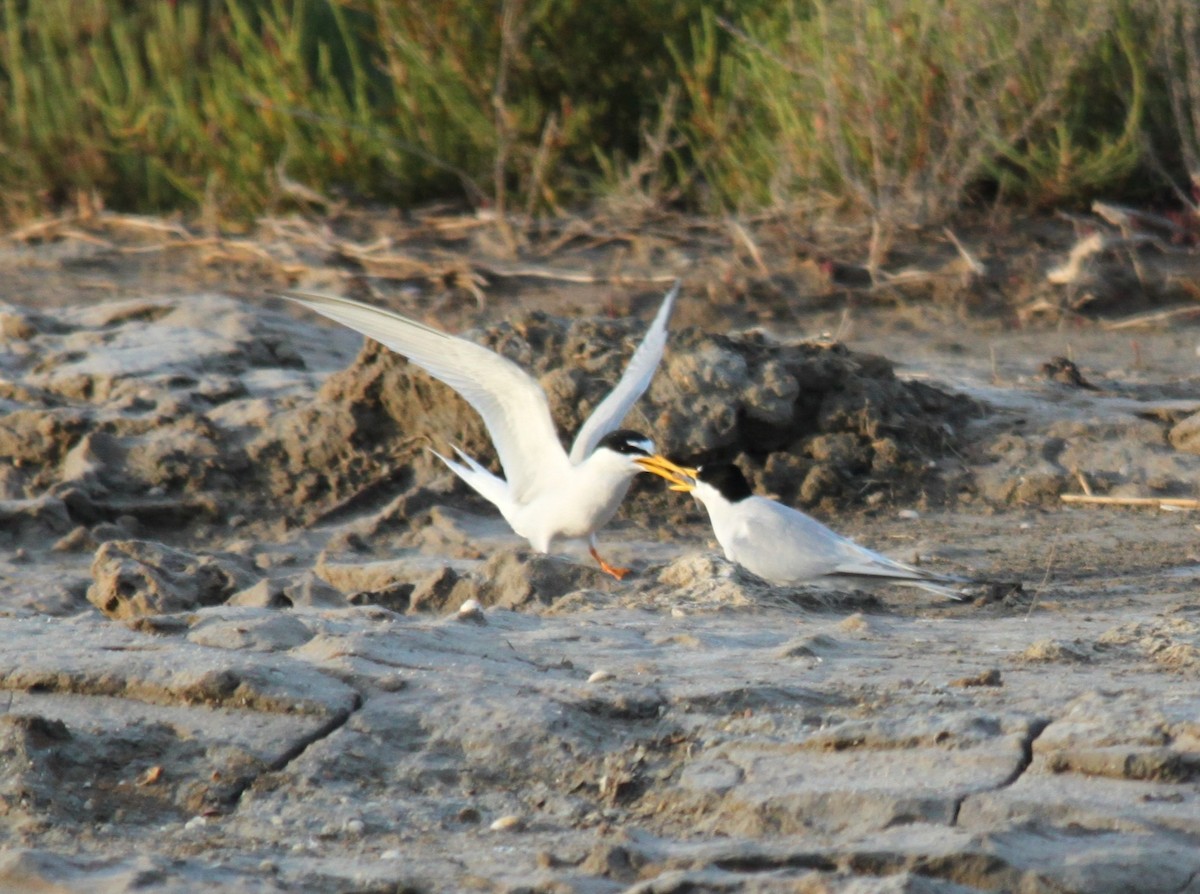 Little Tern - ML616327859