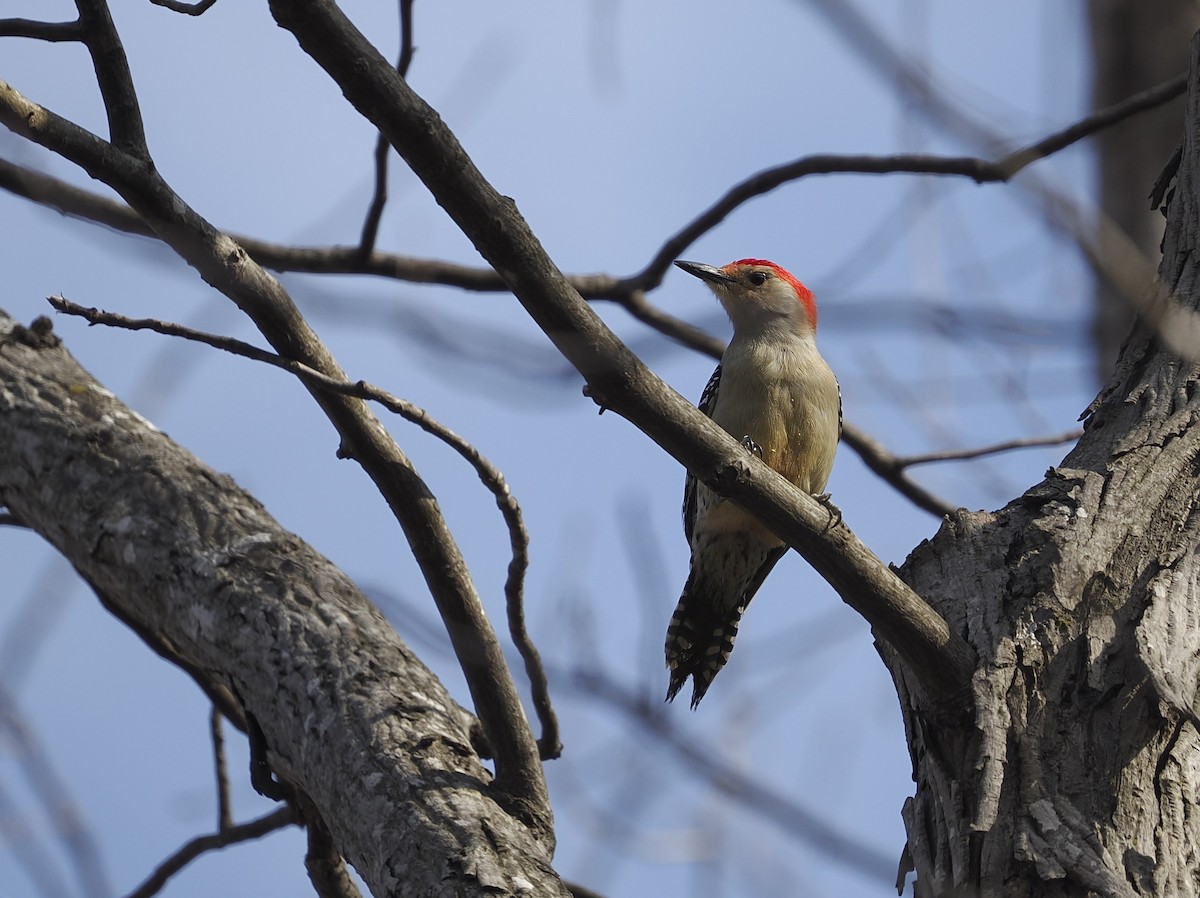 Red-bellied Woodpecker - Jeffery Sole