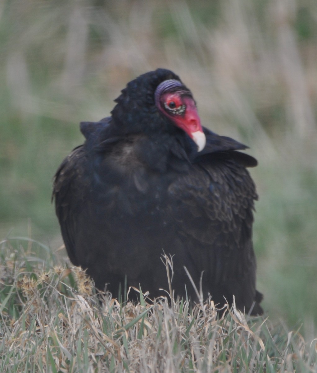 Turkey Vulture - ML616327965