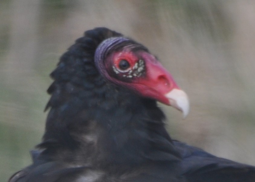 Turkey Vulture - ML616327972