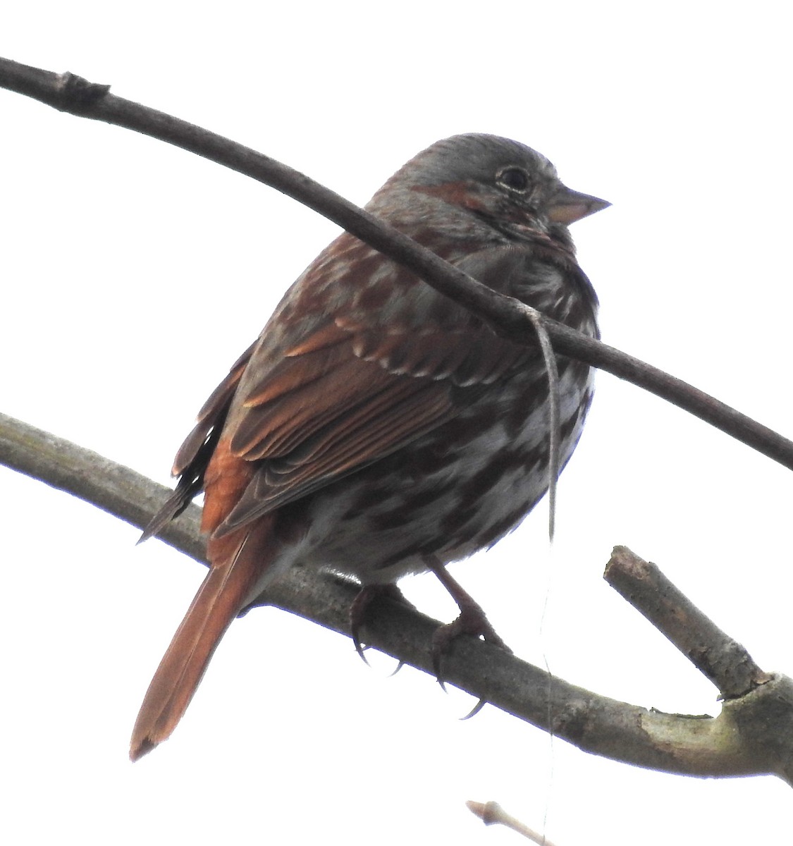 Fox Sparrow - ML616327978