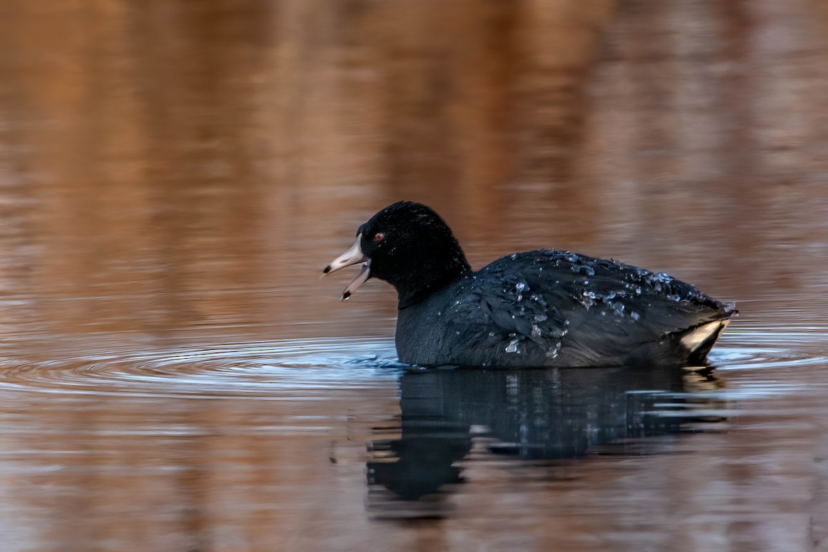 American Coot - Nancy Wilcox