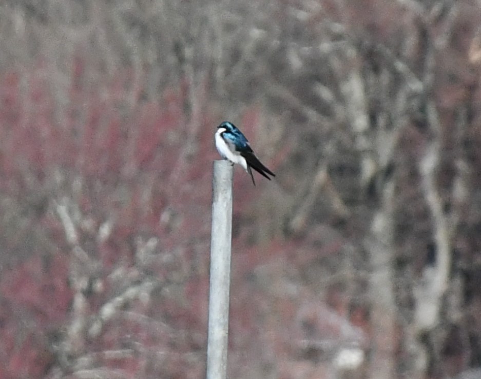 Tree Swallow - ML616328029