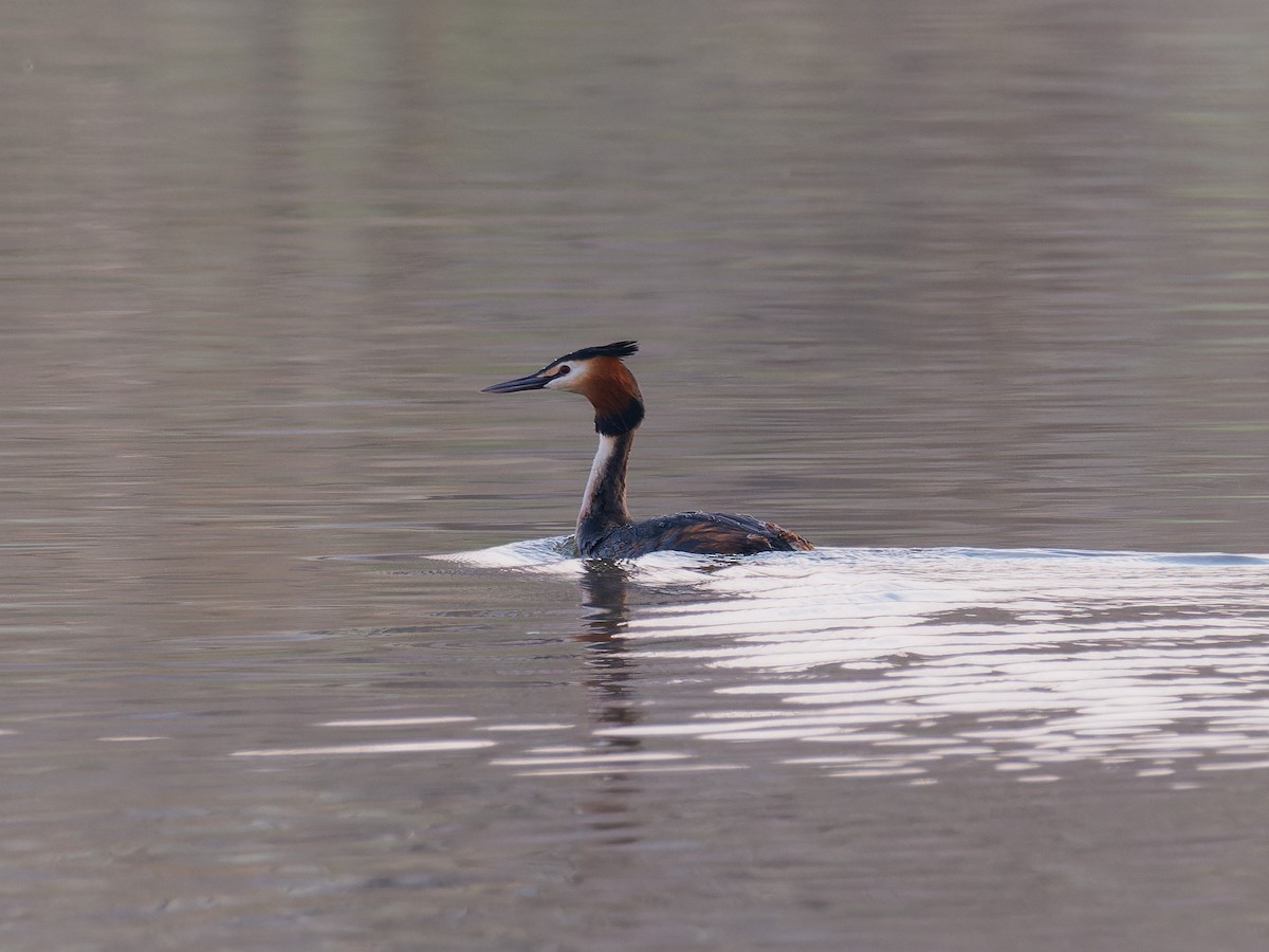 Great Crested Grebe - ML616328060