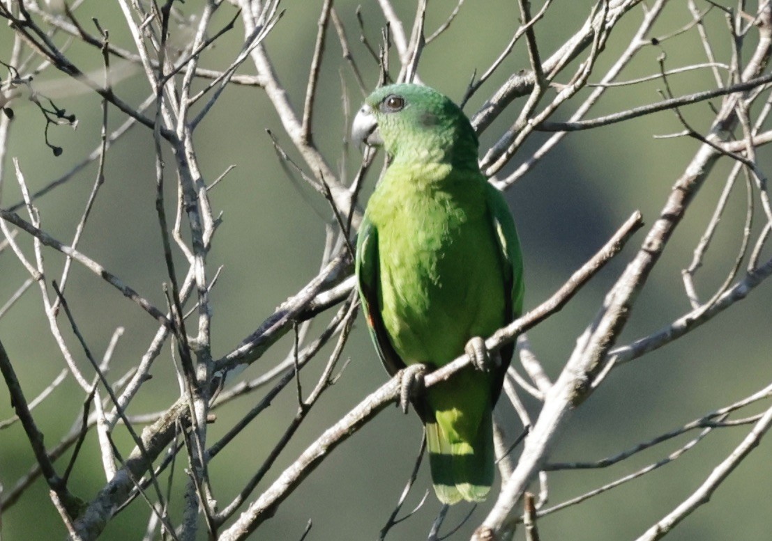 Black-billed Parrot - ML616328063