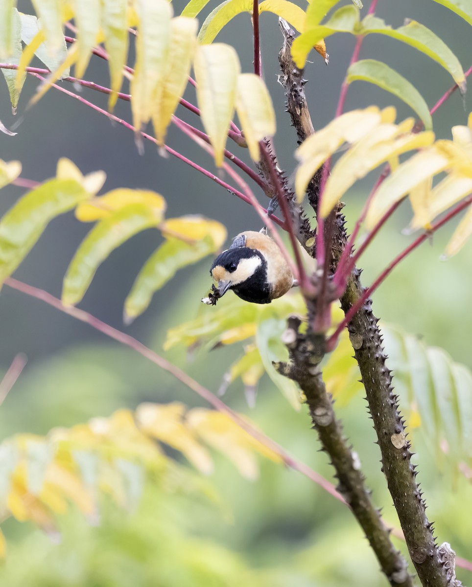 Varied Tit - ML616328087