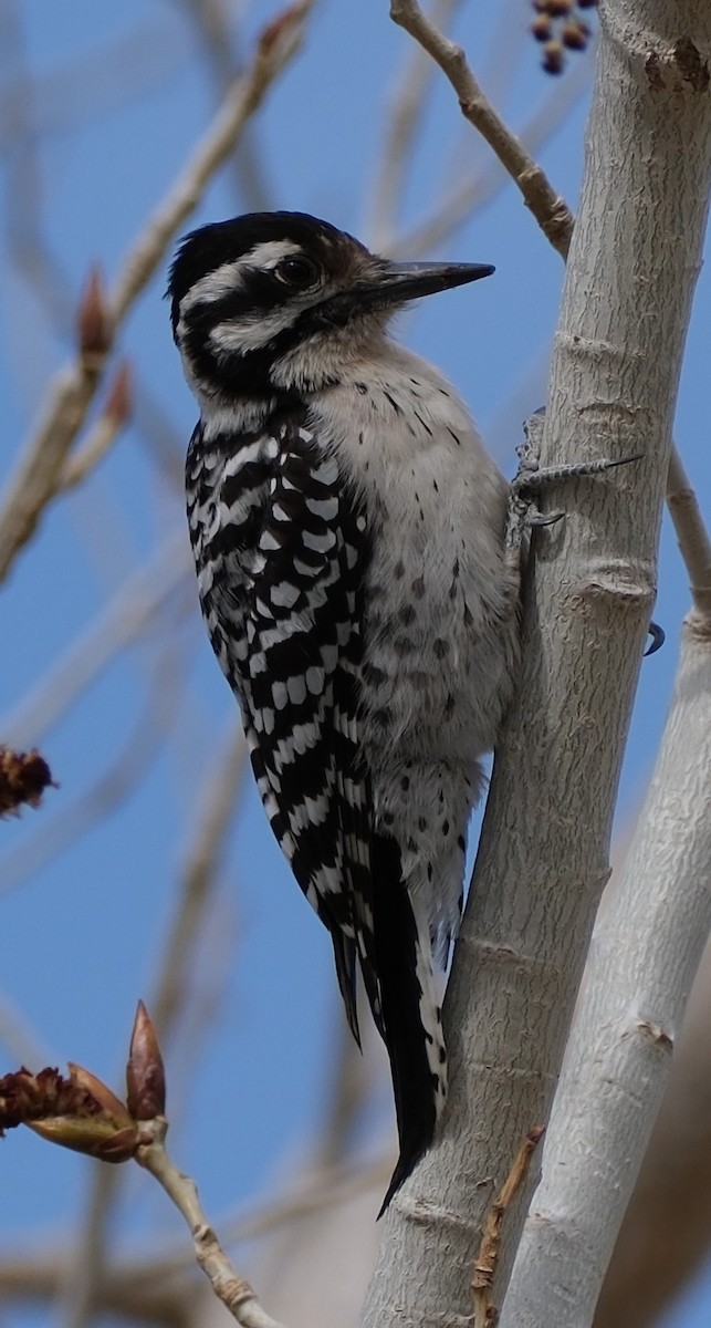 Ladder-backed Woodpecker - ML616328095