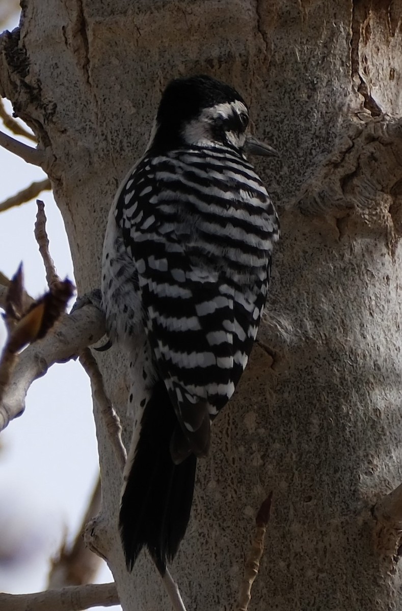 Ladder-backed Woodpecker - ML616328096