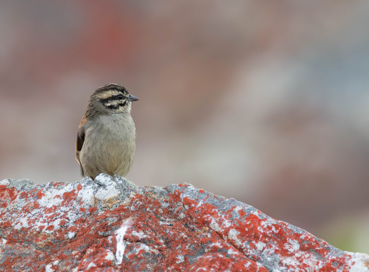 Cape Bunting - ML616328181