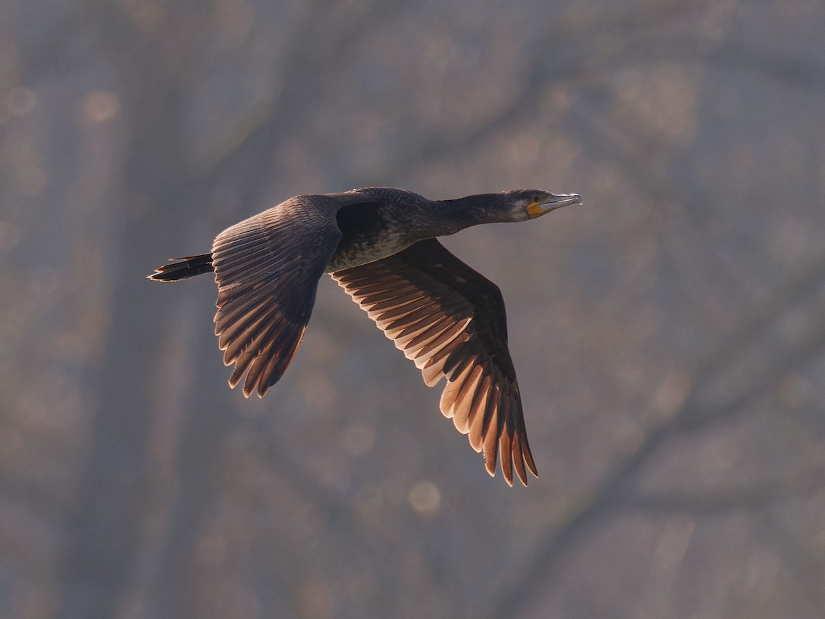 Great Cormorant - ML616328217