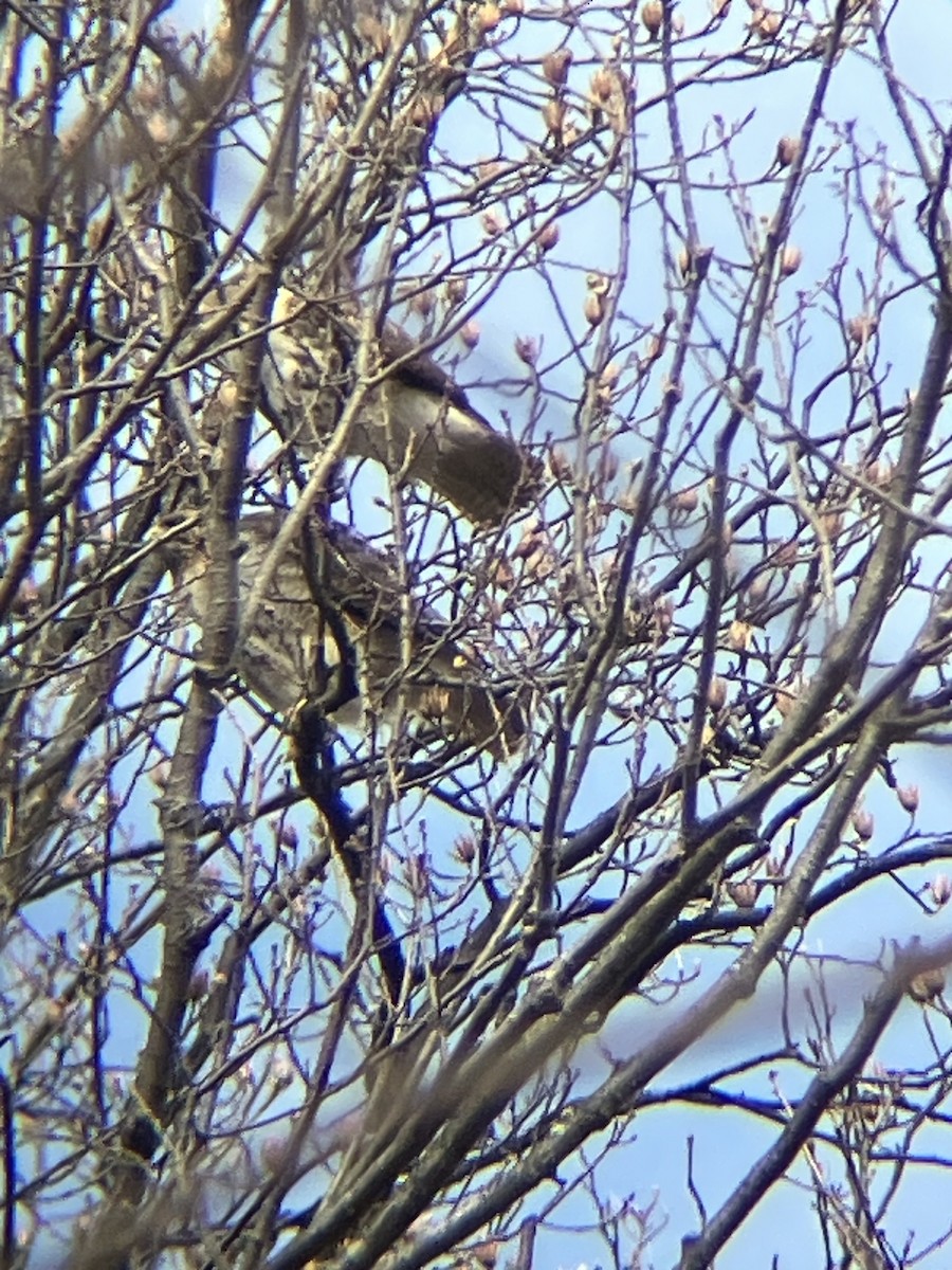 Red-tailed Hawk - ML616328227