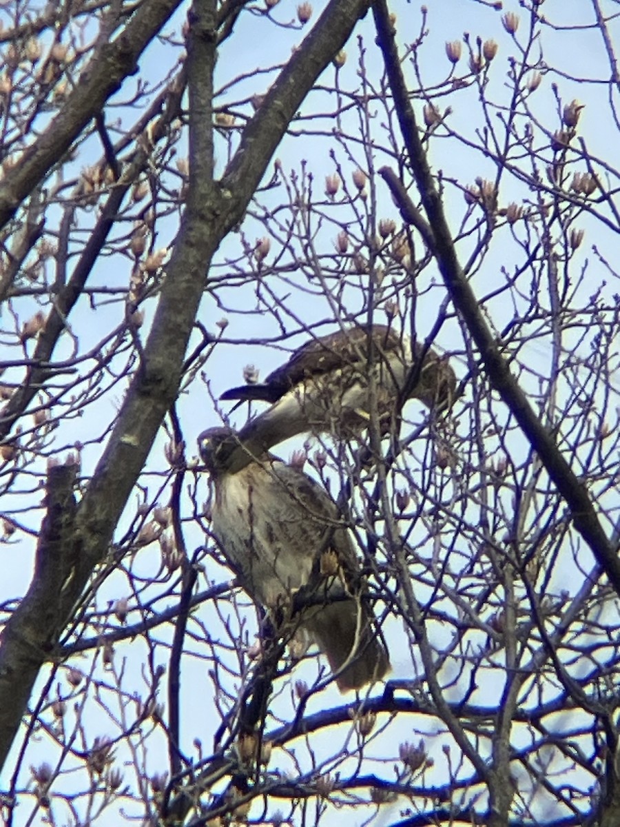 Red-tailed Hawk - ML616328228