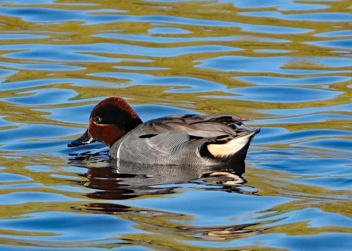Green-winged Teal - ML616328280