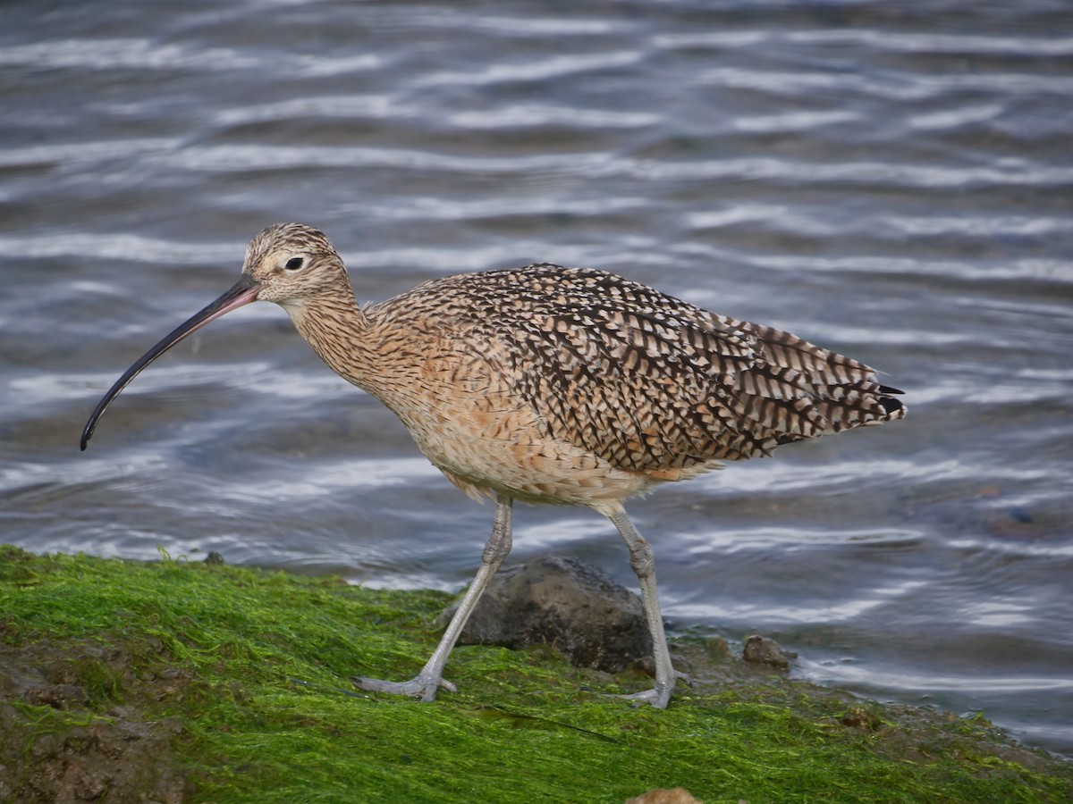 Long-billed Curlew - ML616328287
