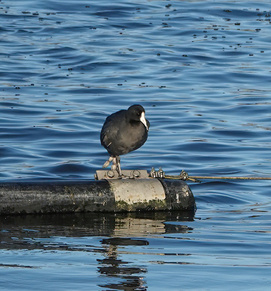 Hawaiian Coot - Cat McGraw