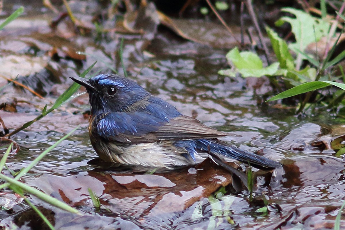 Blue-throated Flycatcher - ML616328352