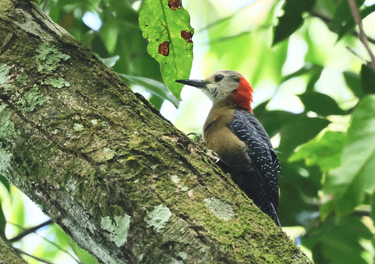 Jamaican Woodpecker - ML616328427