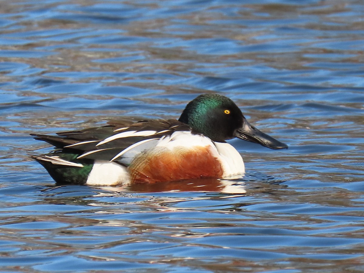 Northern Shoveler - ML616328432