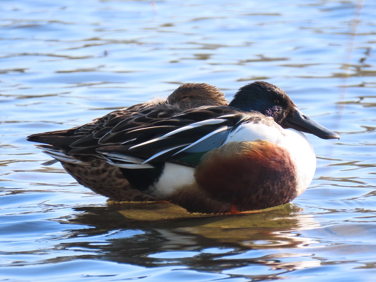 Northern Shoveler - ML616328435