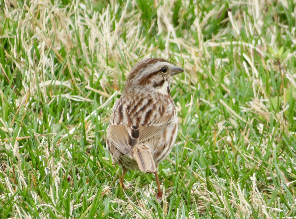 Song Sparrow - Catherine Ford