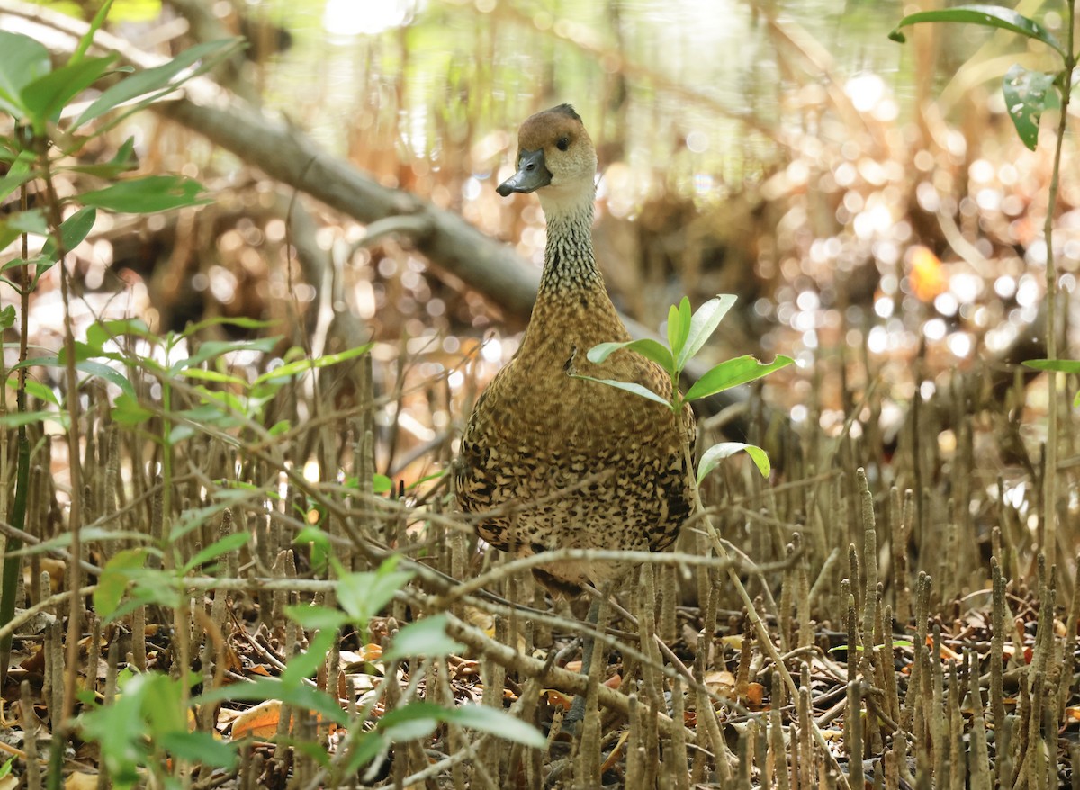West Indian Whistling-Duck - ML616328493