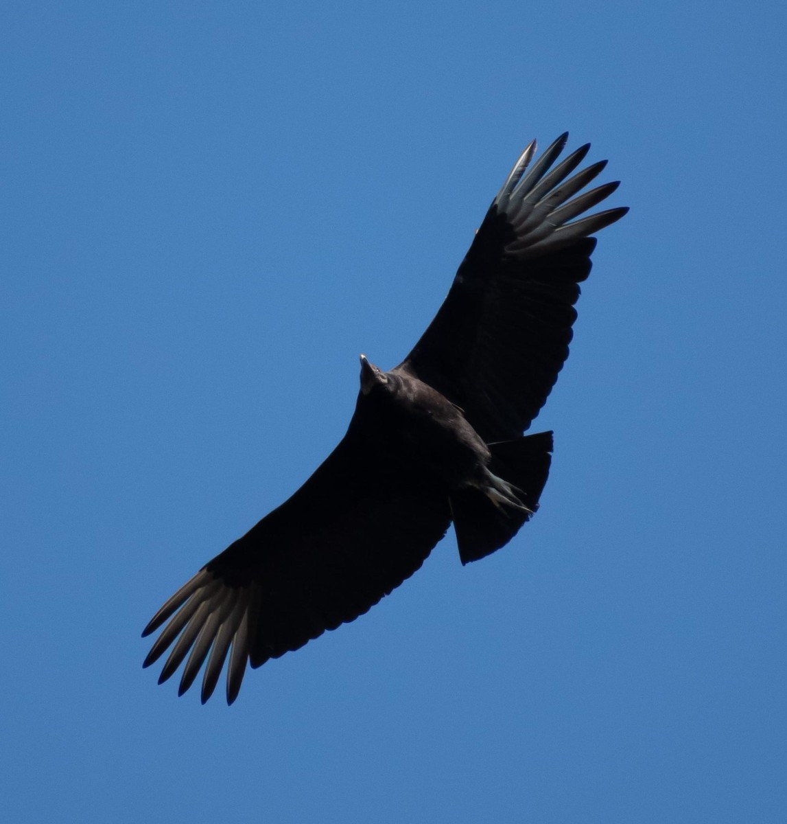 Black Vulture - ML616328494
