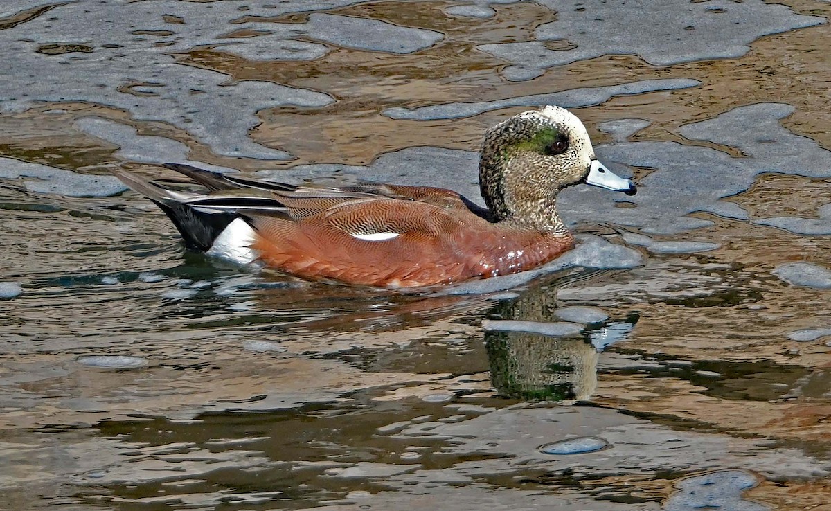 American Wigeon - Lori Bellis