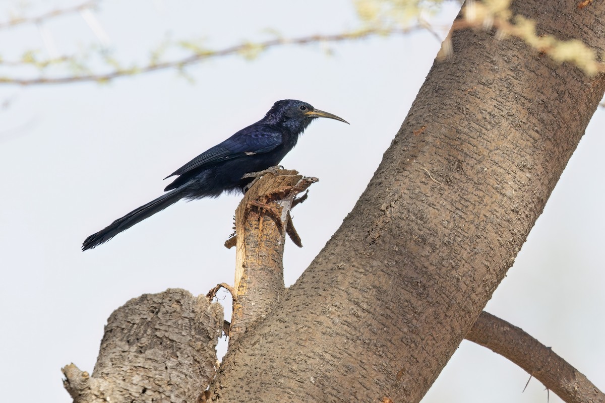 Black Scimitarbill - ML616328550