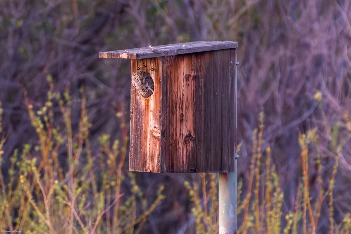 Western Screech-Owl - ML616328582