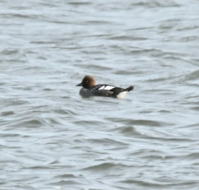 Common Goldeneye - ML616328608