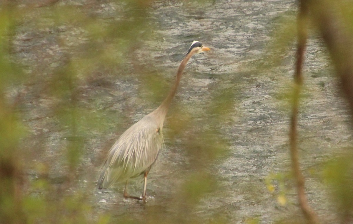 Great Blue Heron - ML616328613