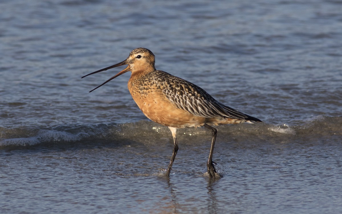 Bar-tailed Godwit - ML616328632