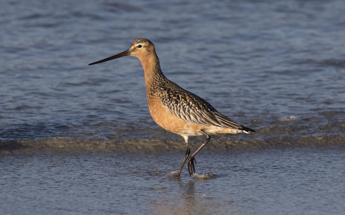 Bar-tailed Godwit - ML616328633