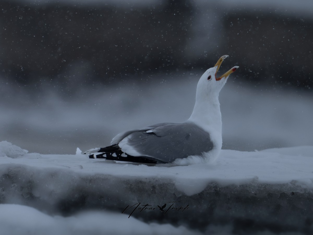 California Gull - ML616328645