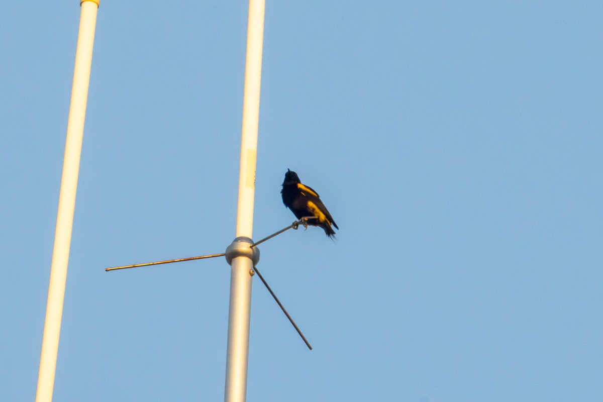 Hispaniolan Oriole - ML616328684